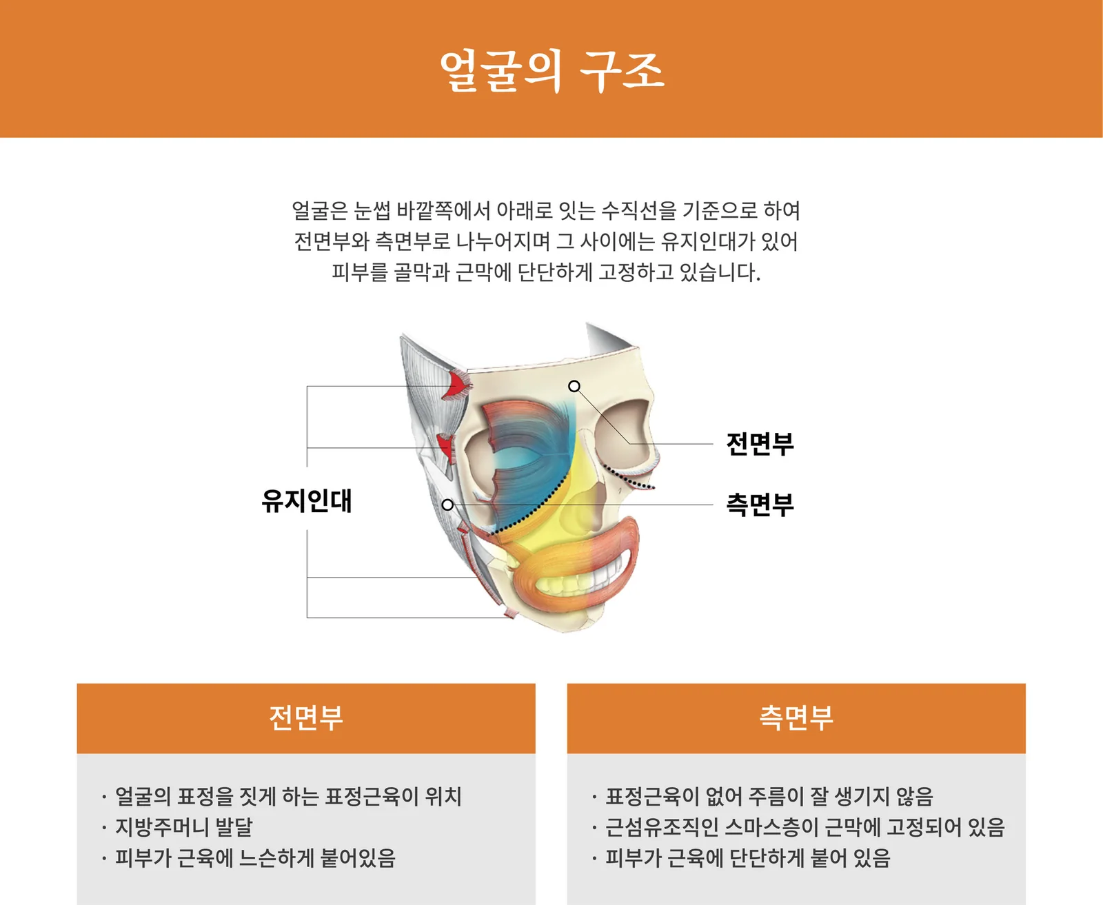 얼굴의 구조 — 전면부·측면부와 유지인대